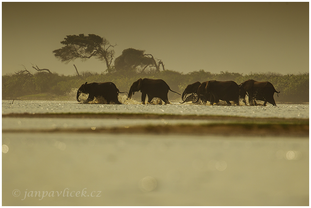 Africký slon pralesní (Loxodonta cyclotis) 