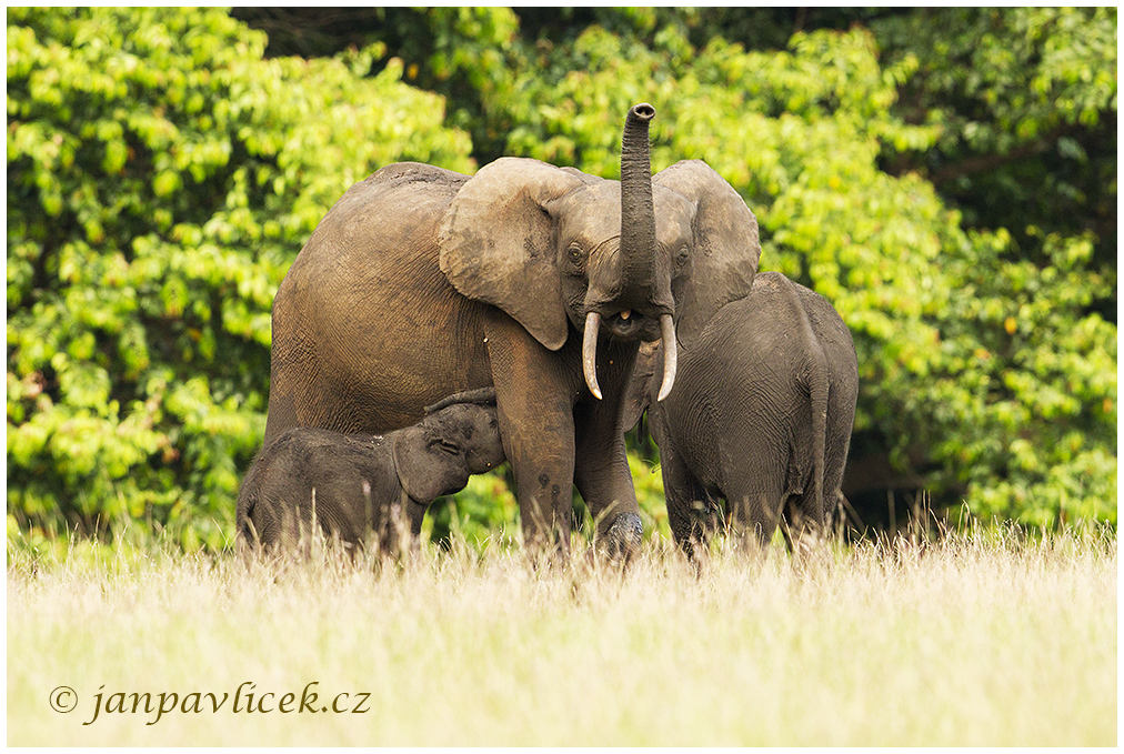 Africký slon pralesní, (Loxodonta cyclotis) - kojení