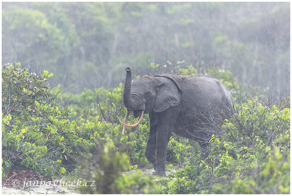 Africký slon pralesní (Loxodonta cyclotis) v tropickém lijáku