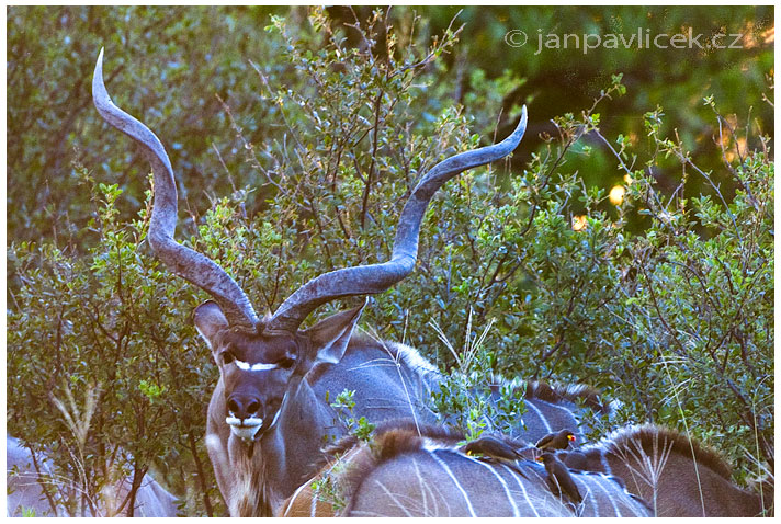 Antilopa kudu (Tragelaphus strepsiceros)