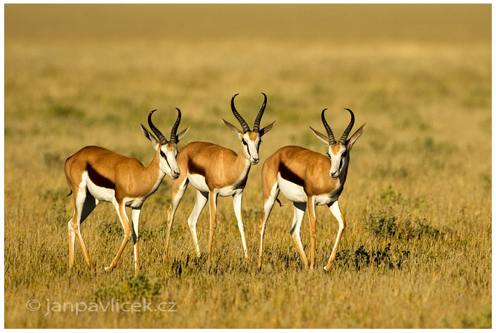 Antilopa skákavá  (Antidorcas marsupialis)