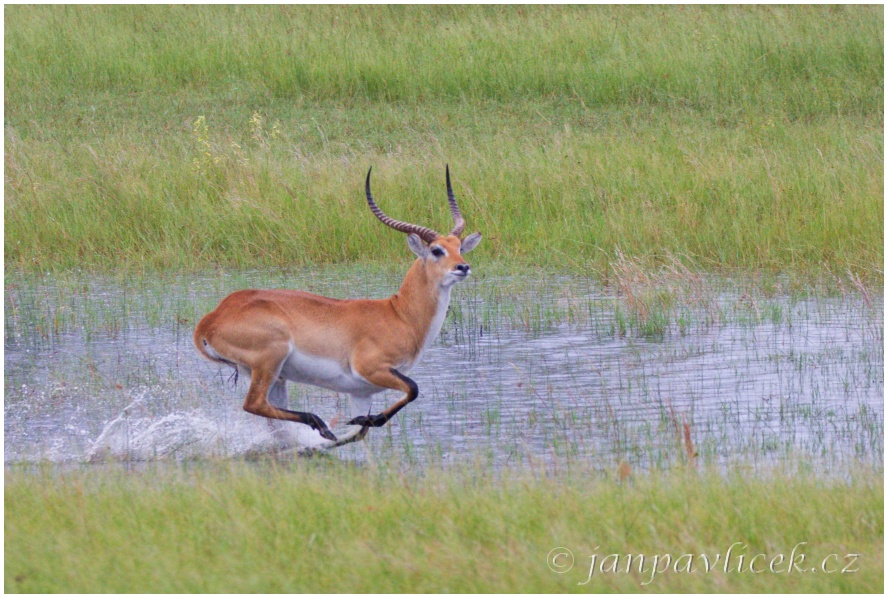 Antilopa voduška červená (Kobus leche). 