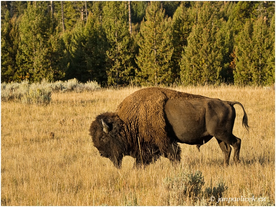 Bizon americký (Bison bison)