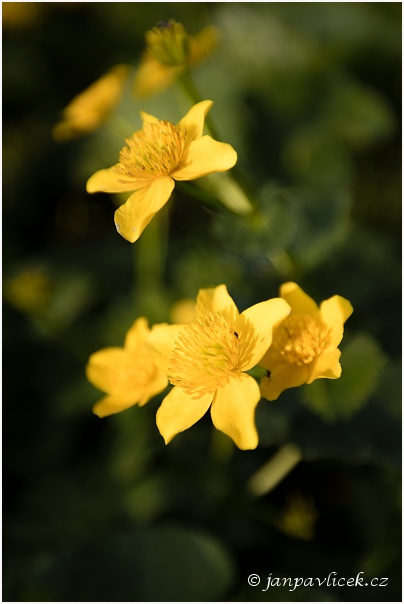 Blatouch bahenní (Caltha palustris)