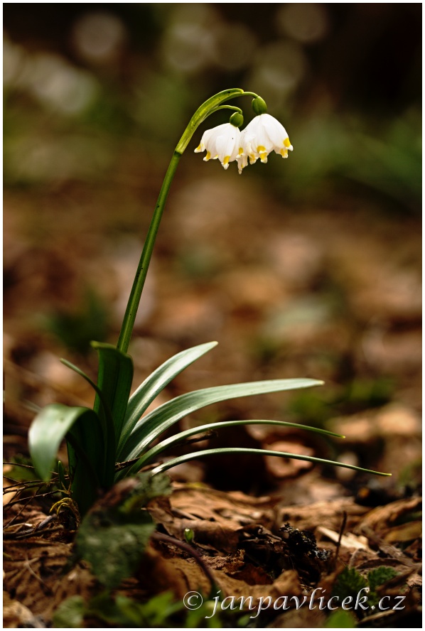 Bledule jarní (Leucojum vernum)