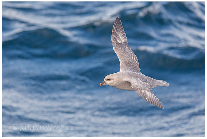 Buřňák lední ,  Fulmarus glacialis