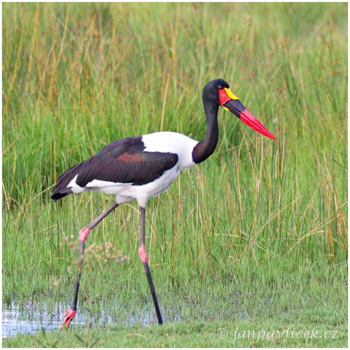 Čáp sedlatý (Ephippiorhynchus senegalensis)