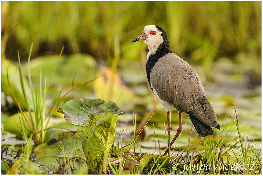 Čejka bělohlavá (Vanellus crassirostris)