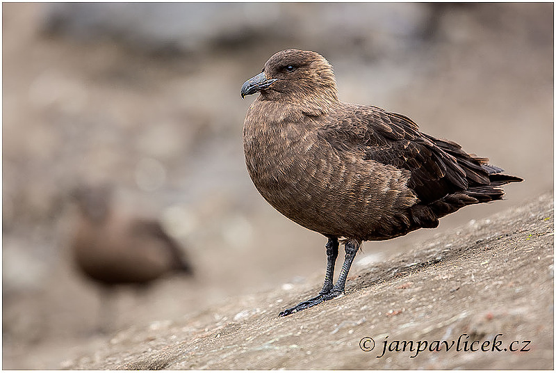 Chaluha jižní  (Catharacta antarctica)