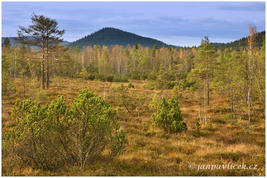 Chalupská slať, v pozadí Homole (1044 m)