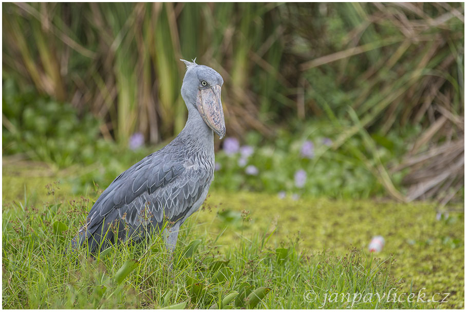 Člunozobec africký (Balaeniceps rex)