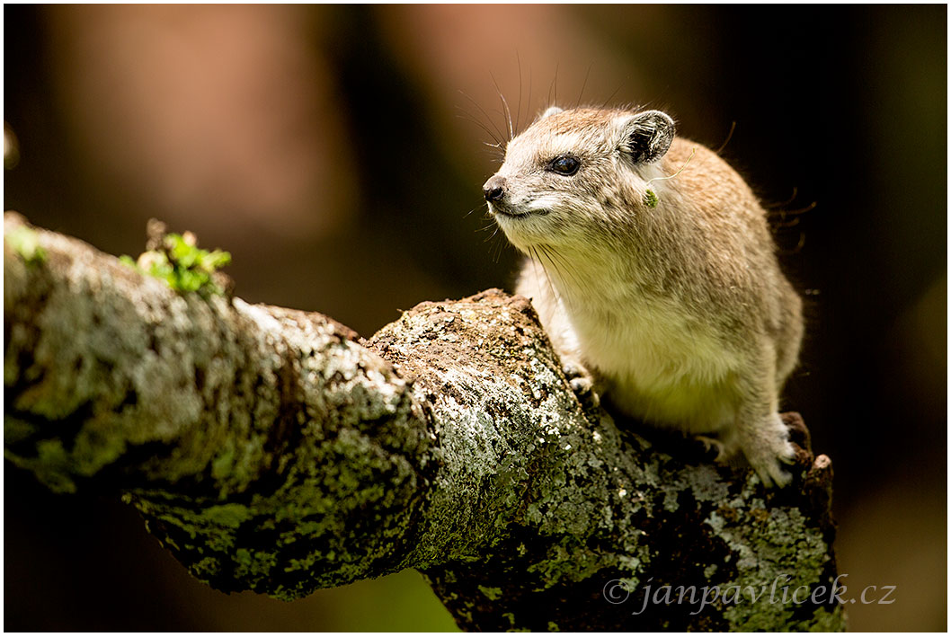 Daman stromový   (Dendrohyrax arboreus)