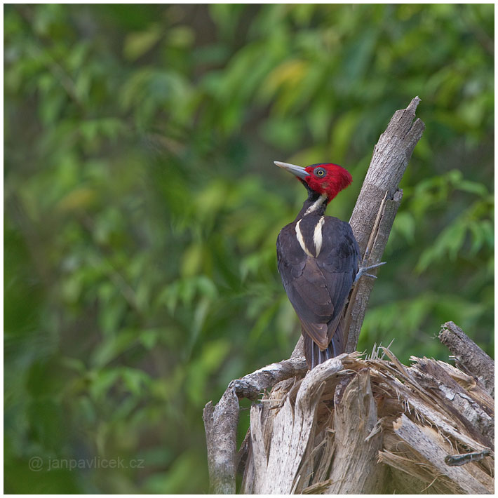 Datel proužkohřbetý  (Melanerpes aurifrons )