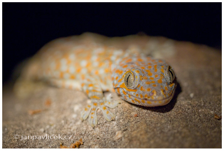 Gekon obrovský (Gekko gecko) 
