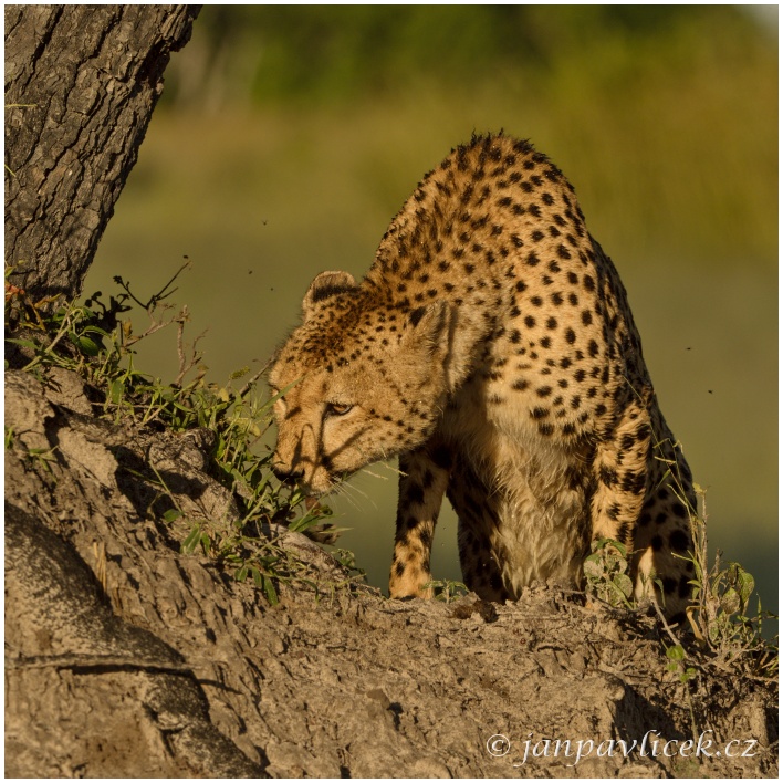 Gepard štíhlý (Acinonyx jubatus)