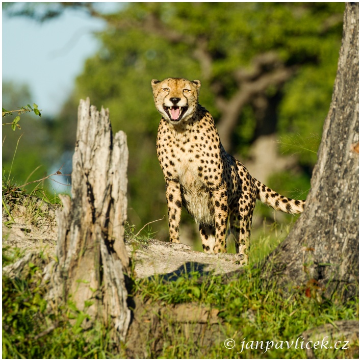 Gepard štíhlý (Acinonyx jubatus)