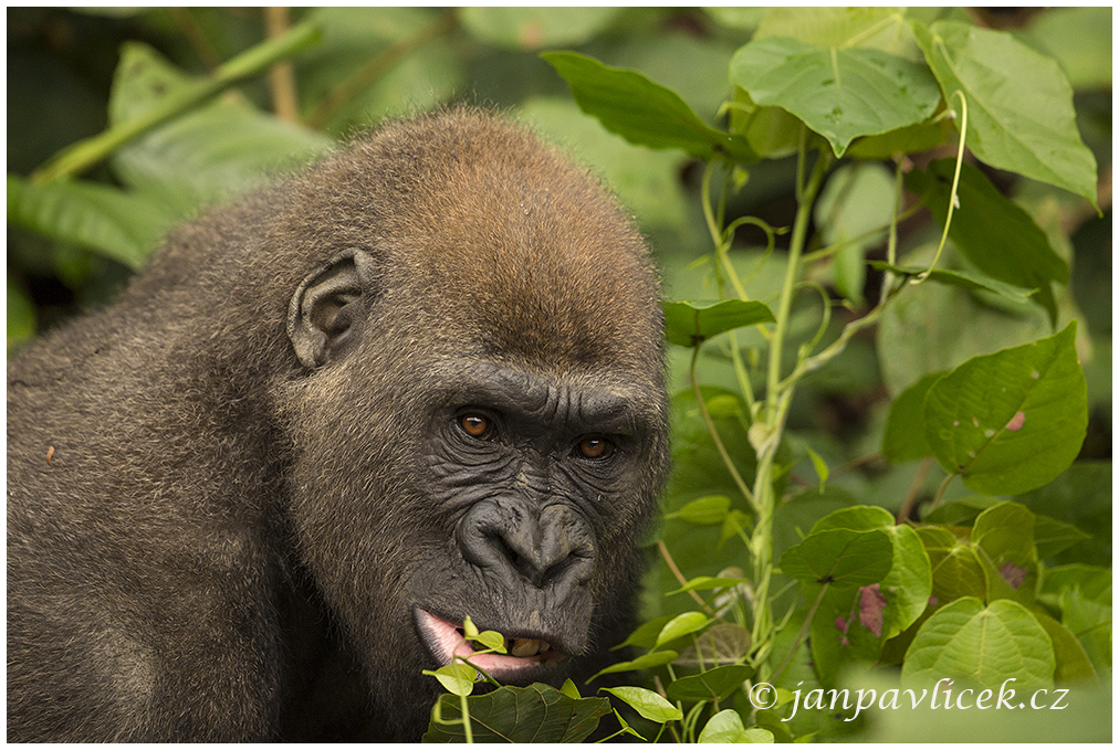 Gorila nížinná  (Gorilla gorilla) 