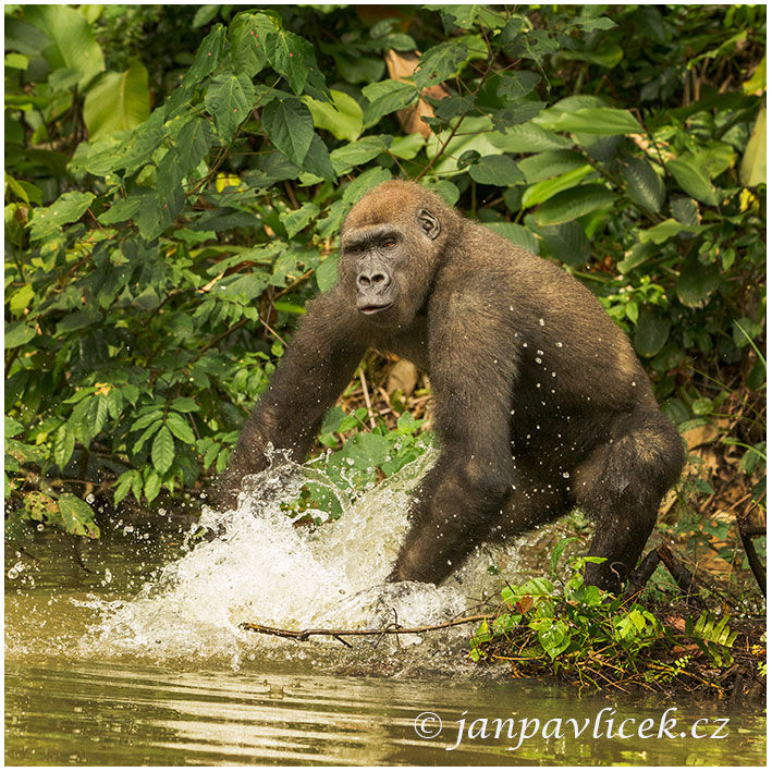 Gorila nížinná  (Gorilla gorilla) 