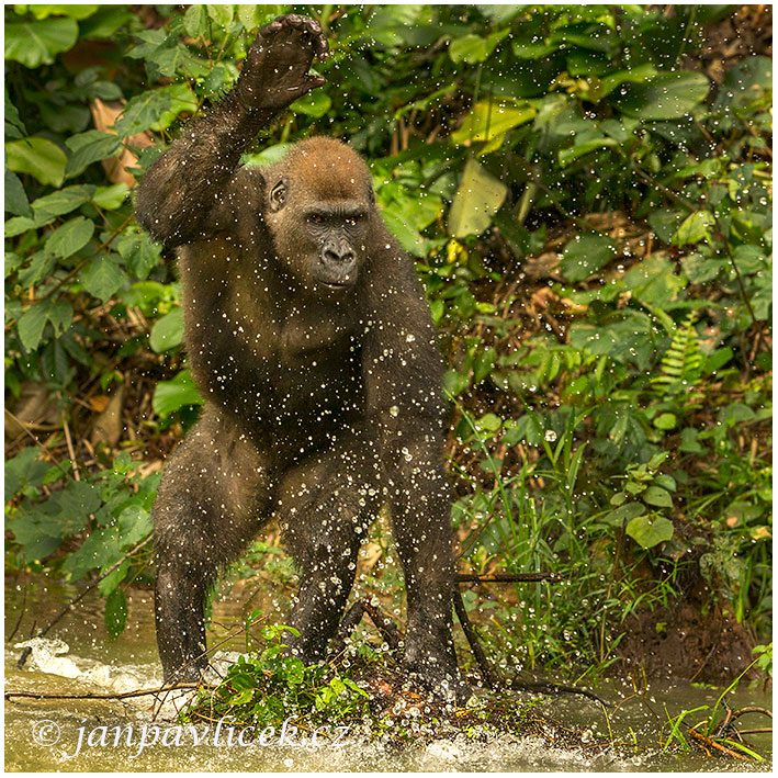 Gorila nížinná  (Gorilla gorilla) 