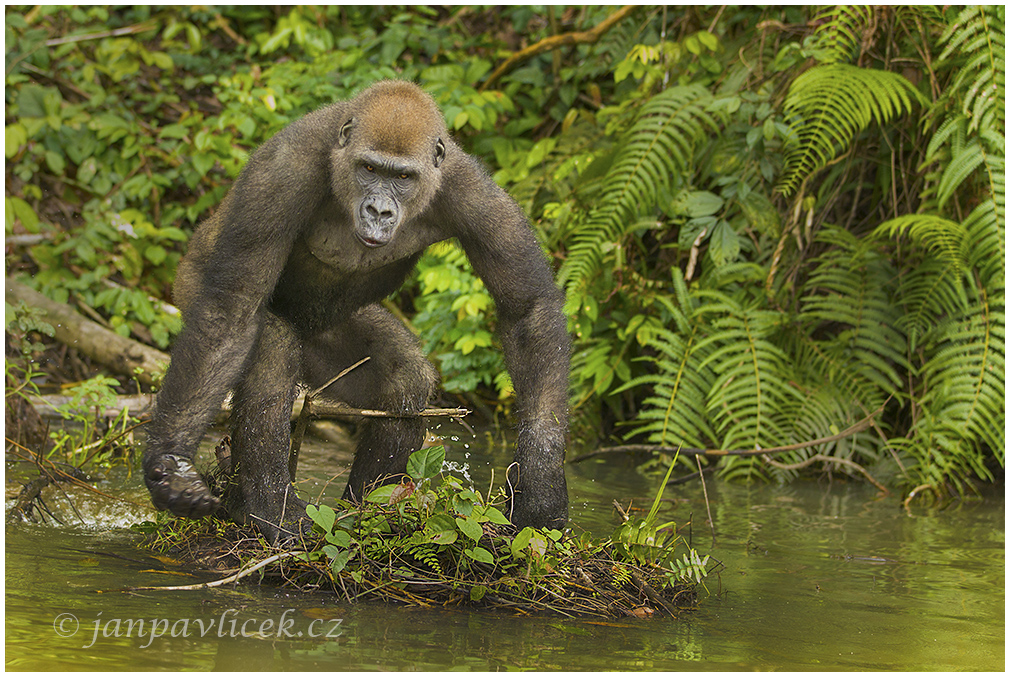 Gorila nížinná  (Gorilla gorilla) 
