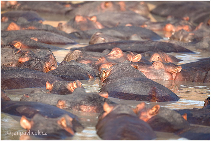 Hroch obojživelný (Hippopotamus amphibius)