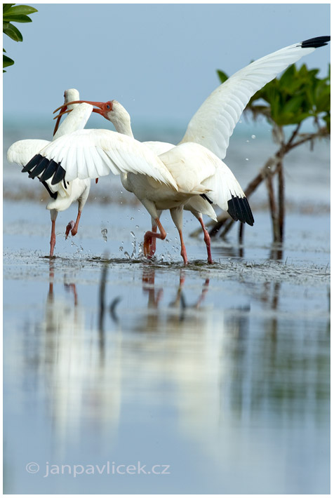 Ibis bílý ( Eudocimus albus)