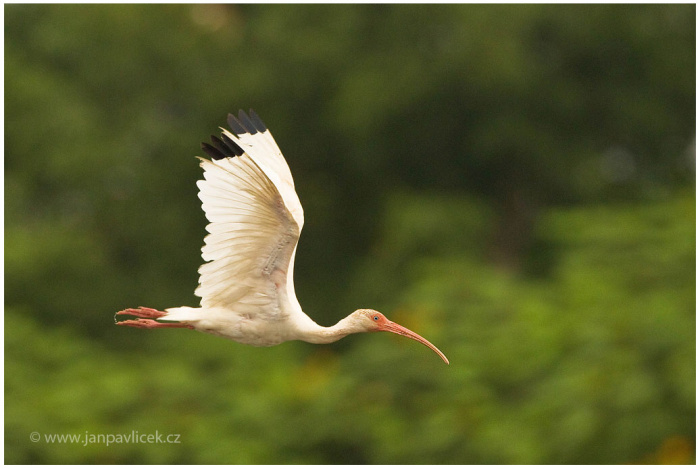 Ibis bílý (Eudocimus albus)