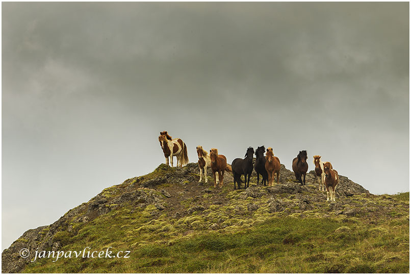 Islandský kůň ,  Equus scandinavicus