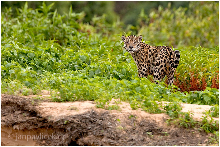 Jaguár americký (Panthera onca)