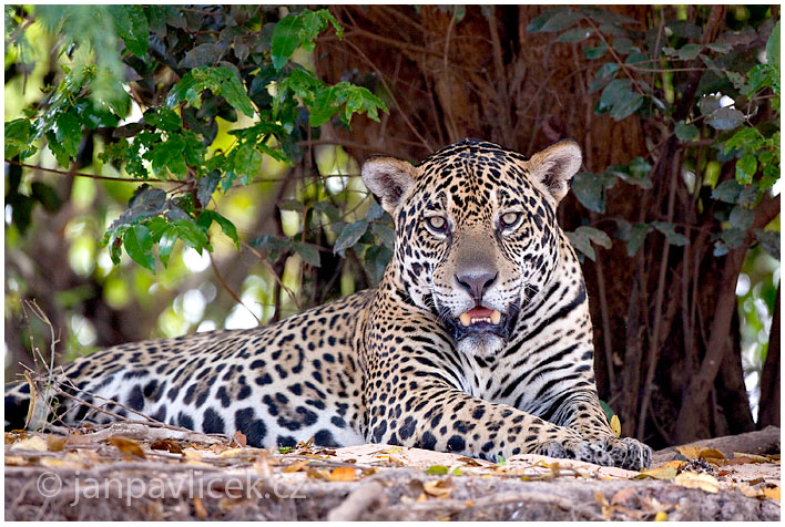 Jaguár americký (Panthera onca)