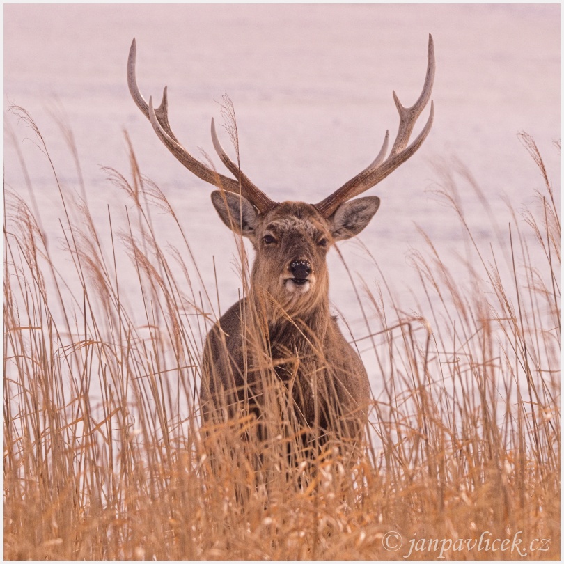 Jelen sika  japonský (Cervus nippon)