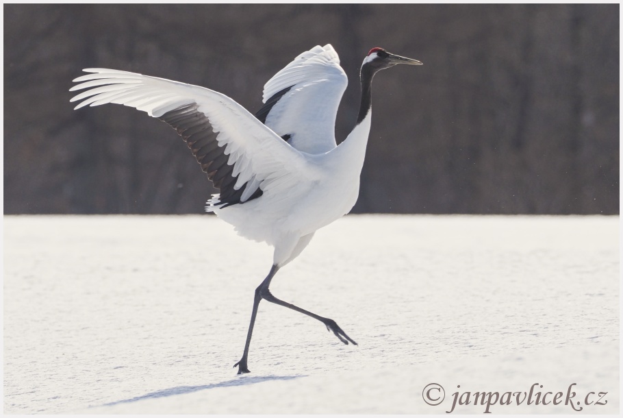 Jeřáb mandžuský (Grus japonensis) 