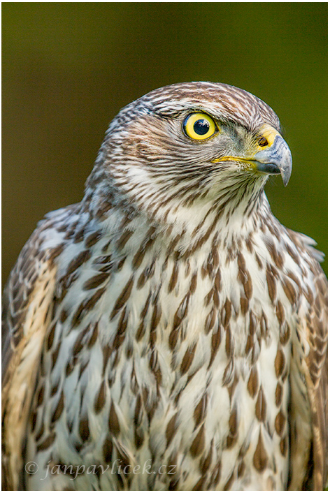 Jestřáb lesní (Accipiter gentilis)