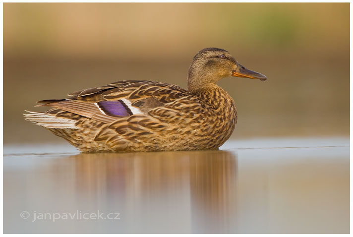 Kachna divoká, samička (Anas platyrhynchos)