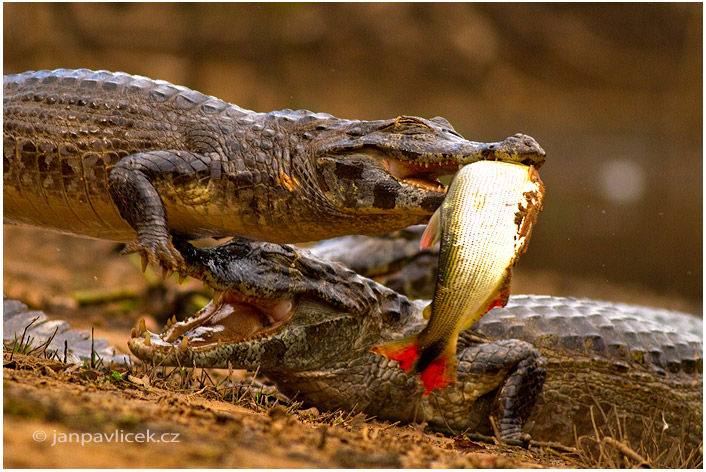Kajman brýlový (Caiman crocodilus) 