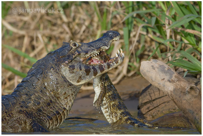 Kajman brýlový (Caiman crocodilus)