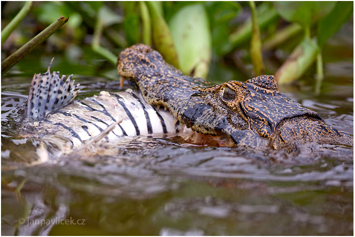 Kajman brýlový (Caiman crocodilus)