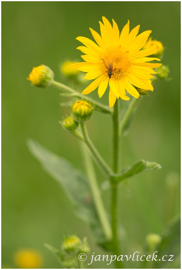 Kamzičník rakouský (Doronicum austriacum)