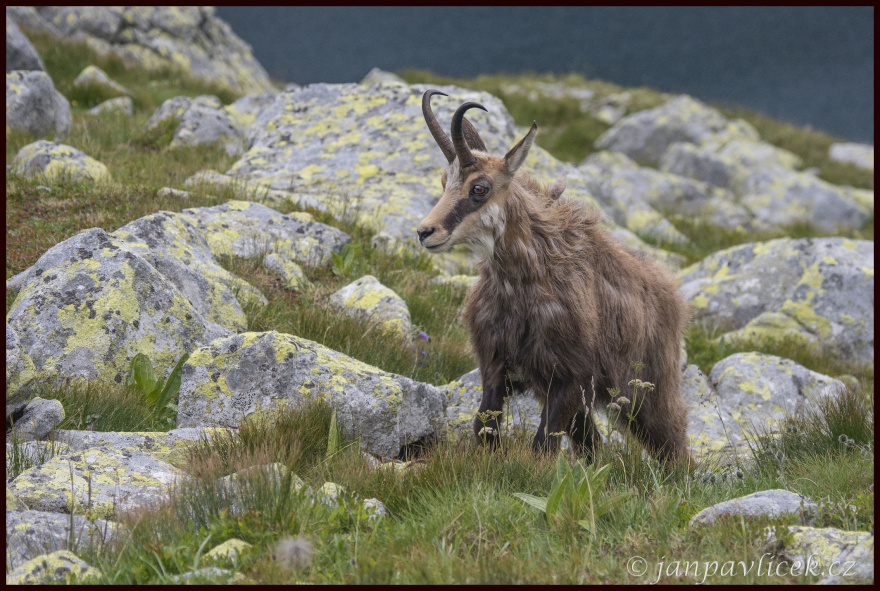 Kamzík horský (Rupicapra rupicapra)