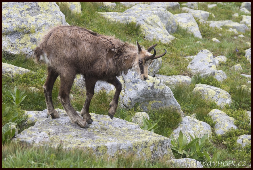 Kamzík horský (Rupicapra rupicapra)