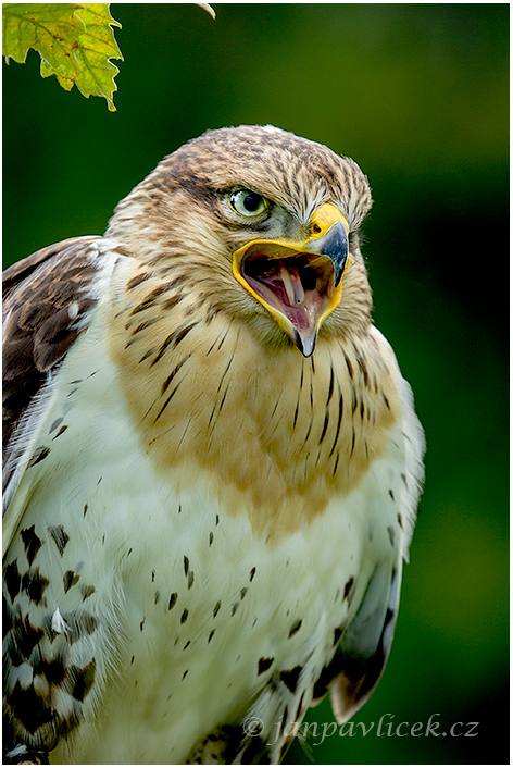 Káně královská (Buteo regalis) 