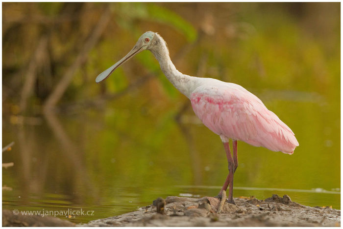 Kolpík růžový (Platalea ajaja)