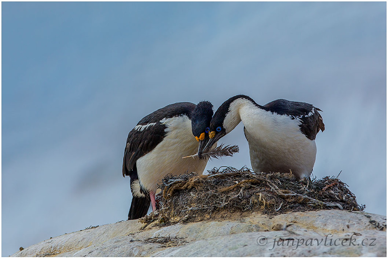 Kormorán modrooký, Phalacrocorax atriceps