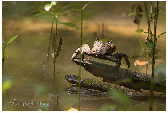 Krab bahenní, krab mokřadní, krab černý  (Scylla serrata )