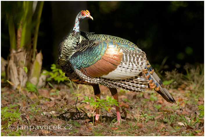 Krocan paví (Meleagris ocellata) 