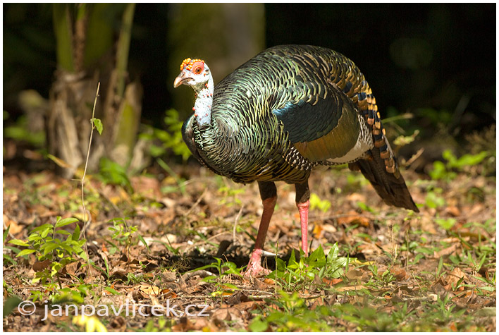 Krocan paví (Meleagris ocellata) 