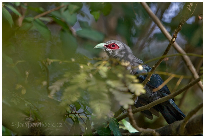 Kukačka sumaterská (Phaenicophaeus sumatranus)