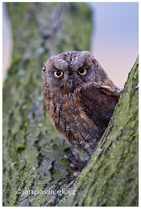 Kulíšek nejmenší (Glaucidium passerinum)