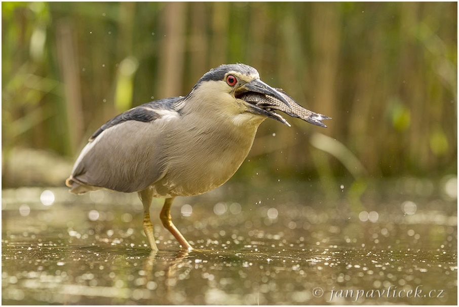 Kvakoš noční (Nycticorax nycticorax)