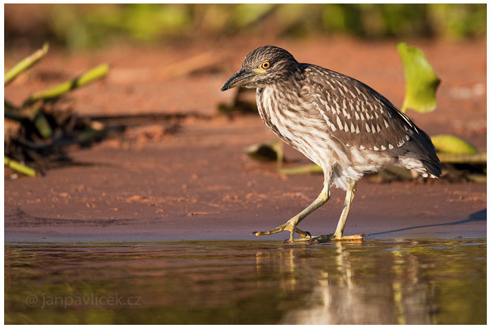 Kvakoš noční (Nycticorax nycticorax)